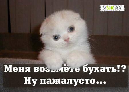 bx chat